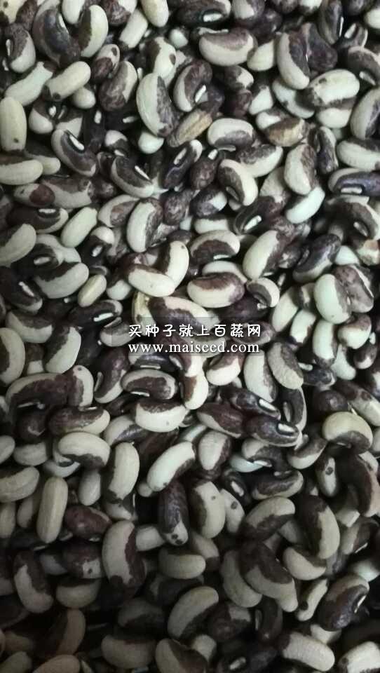 广州卓艺 嘉宝油白豆角种子 抗病 商品率高 高产 白豆角种子 400克装
