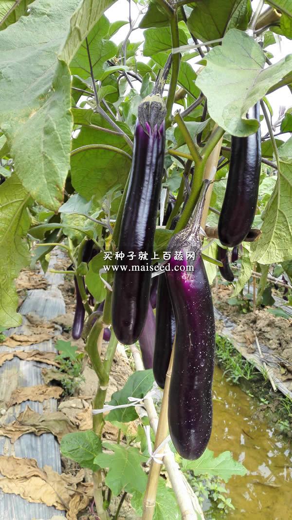 广州农达 长丰三号紫红茄种子 夏季种植颜色不变白 最畅销茄子品种 茄子种子 5克装