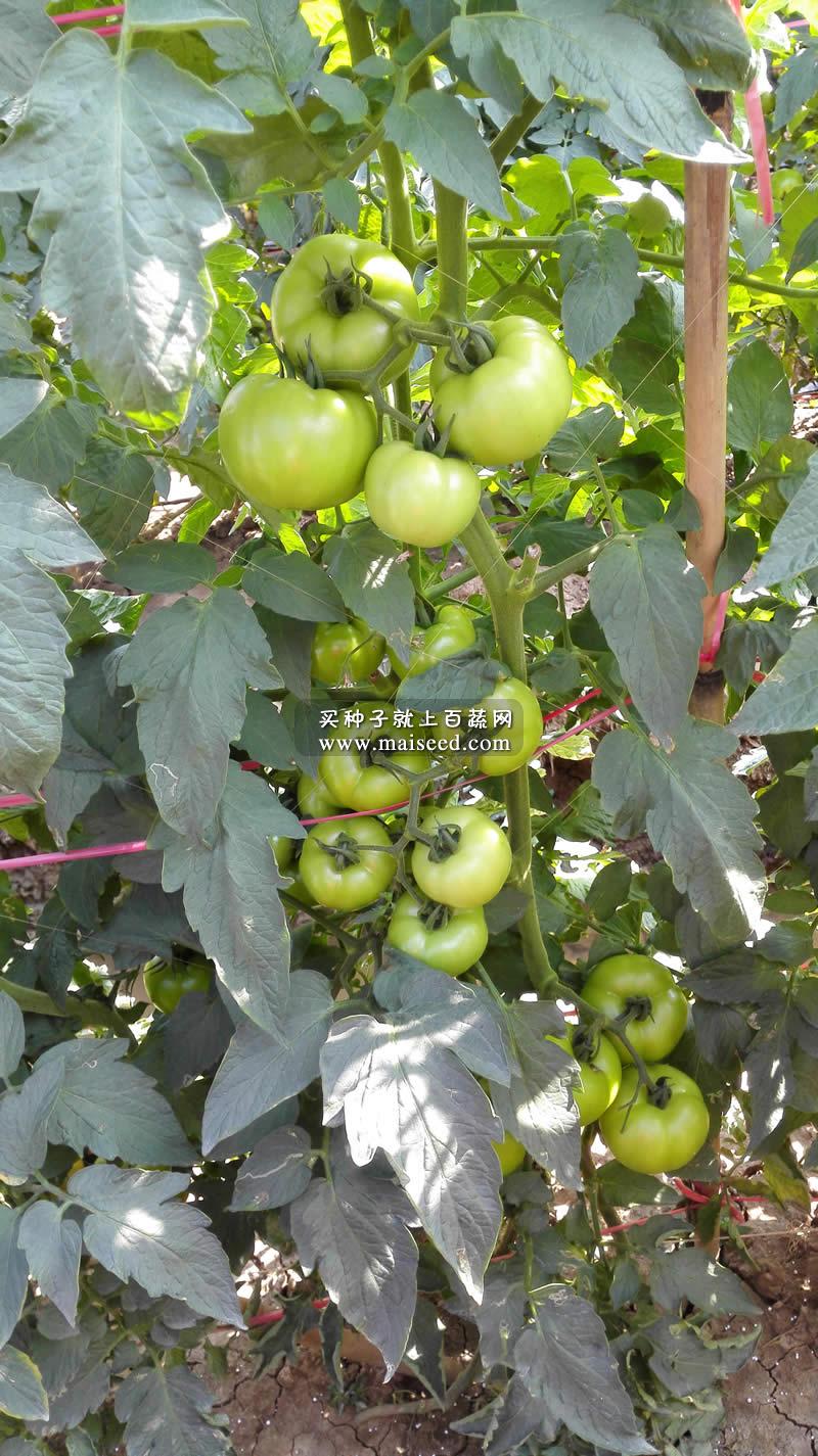 广州阳兴 特卡希番茄种子 适合出口外运 北方早春日光温室 大棚及越夏露地栽培 番茄种子 5克装