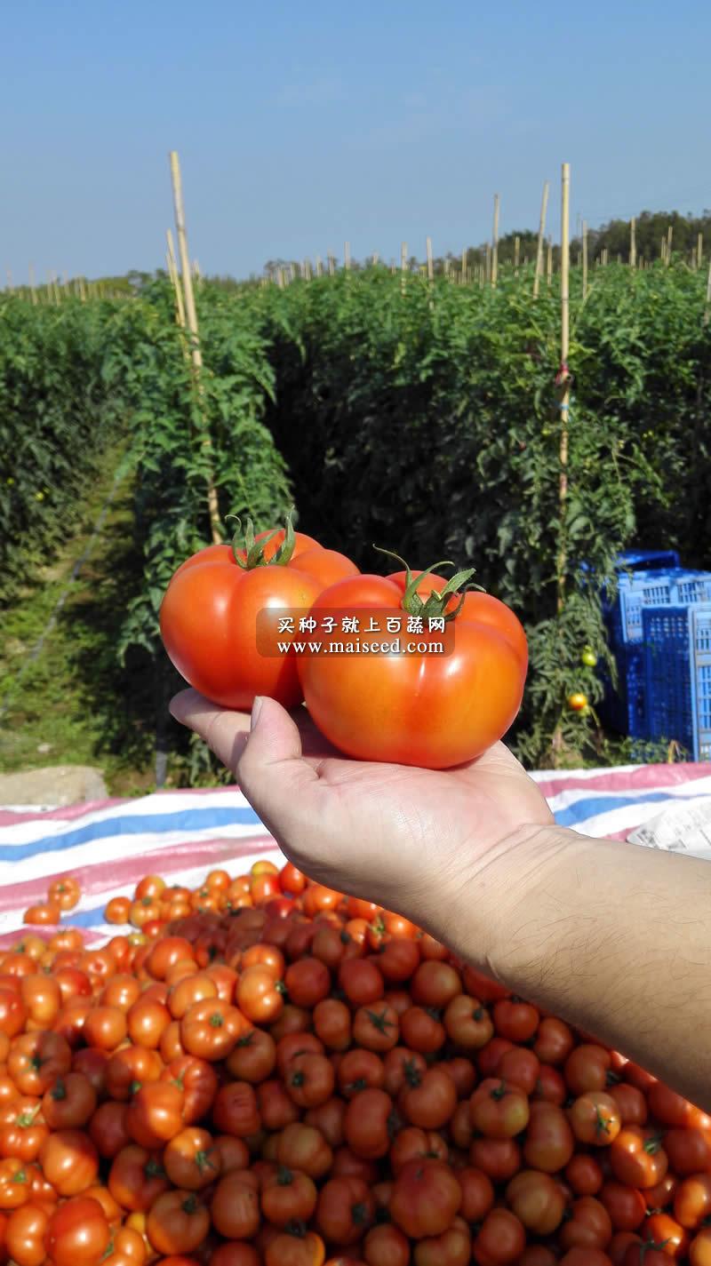 广州阳兴 特卡希番茄种子 适合出口外运 北方早春日光温室 大棚及越夏露地栽培 番茄种子 5克装