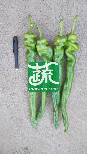河南豫艺 西北旅旋风螺丝椒种子 产量高 品质好 抗倒伏能力强 螺丝椒种子 10克装