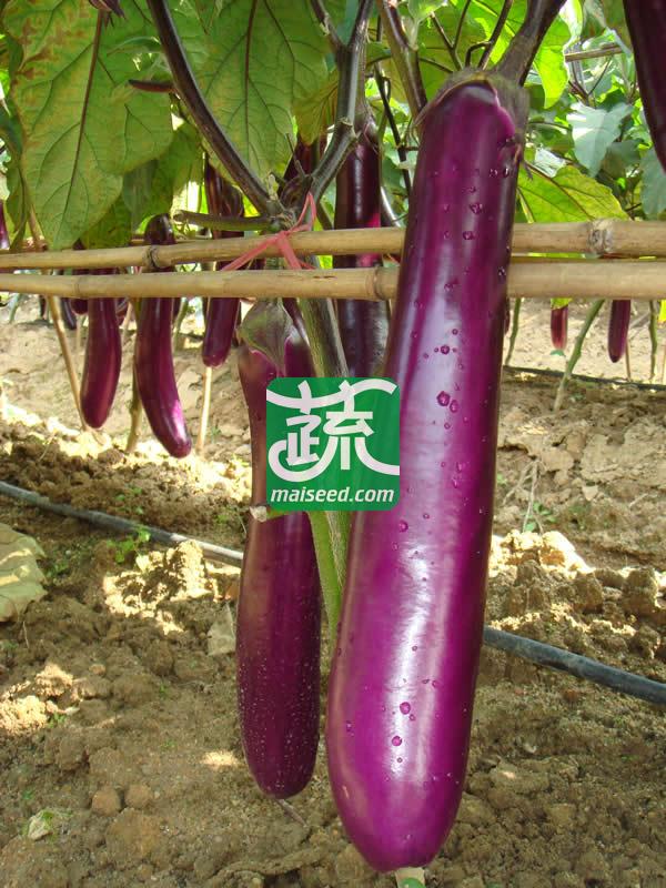 广州乾农 紫荣6号茄子种子 高抗青枯病 中熟 商品果靓 座果能力强 茄子种子 10克装