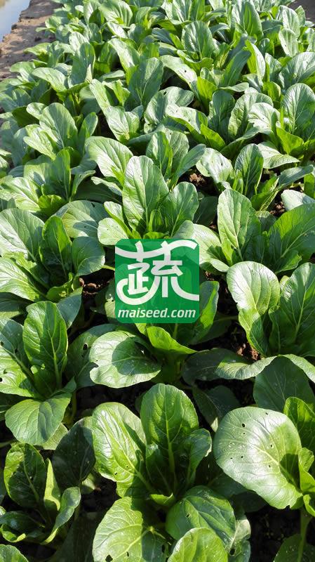 广州乾农 菜科所油绿702菜心种子 优质 丰产 稳产 中熟油青菜心 菜心种子 200克装