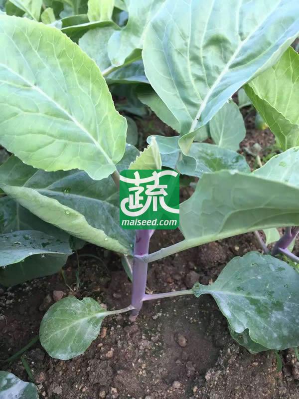 揭阳农友 揭研改良红芥兰苔种子 中熟 生长快速 纤维少 品质极佳 芥兰苔种子 10克装