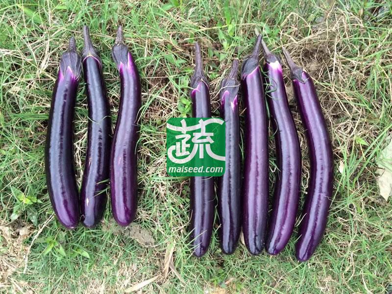 广州农达 309紫红长茄种子 卖相好 卖价高 果色深紫光亮 高温不易退色 植株生势强 果较直 茄子种子 1000粒装