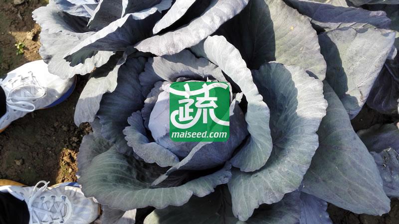 台湾长胜 紫福紫甘蓝种子 早中生 耐热耐湿 定植后70-80天可采收 甘蓝种子 10克装