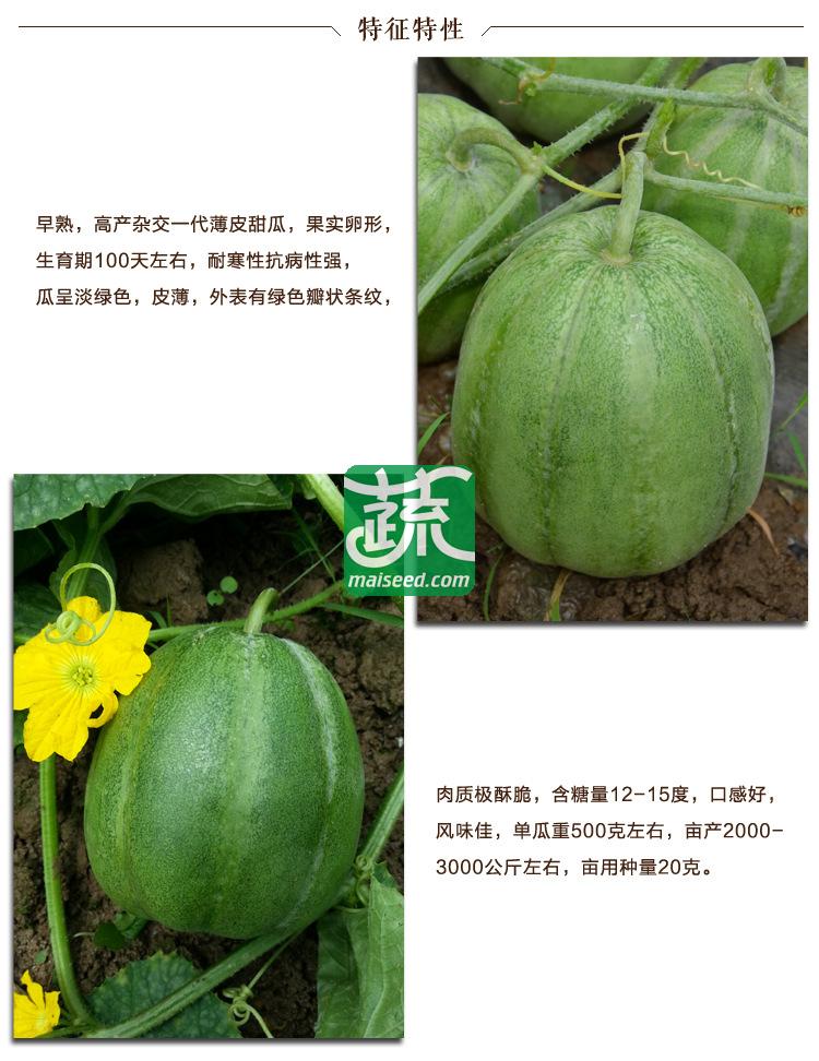 长沙世佳种业 日本脆蜜甜瓜种子 早熟 卵形 皮薄 绿色 甜瓜种子 5克装