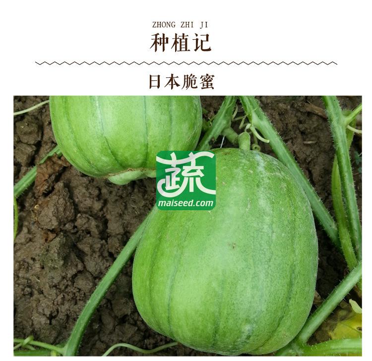 长沙世佳种业 日本脆蜜甜瓜种子 早熟 卵形 皮薄 绿色 甜瓜种子 5克装