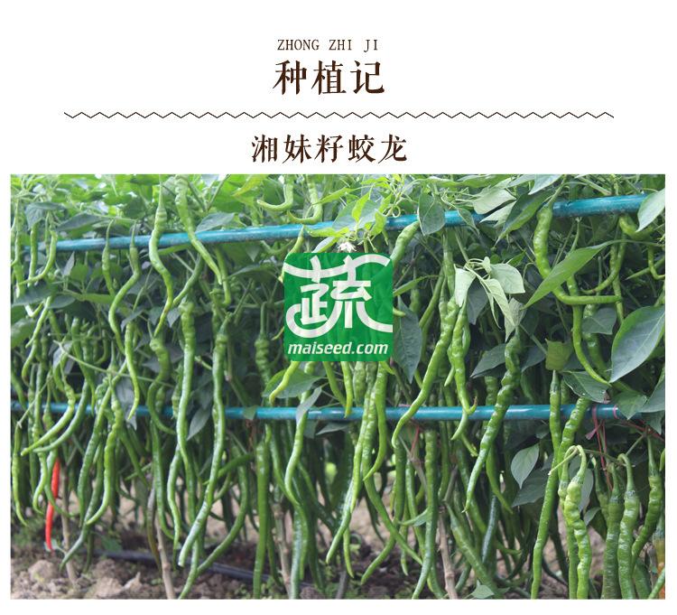 湖南湘妹籽种业 蛟龙辣椒种子 适应性广 耐湿热和干旱能力强  辣椒种子 8克装