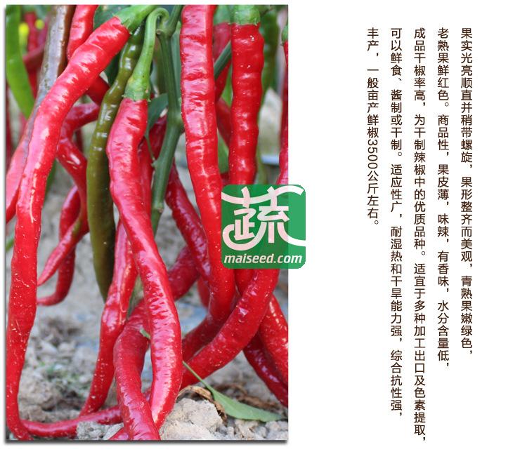 湖南湘妹籽种业 蛟龙辣椒种子 适应性广 耐湿热和干旱能力强  辣椒种子 8克装