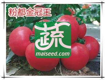豫艺种业 粉都金冠王番茄种子  早熟、膨果快 果色亮 特高产平均单果重260g左右 果实圆形 果肉硬 番茄种子 10克袋