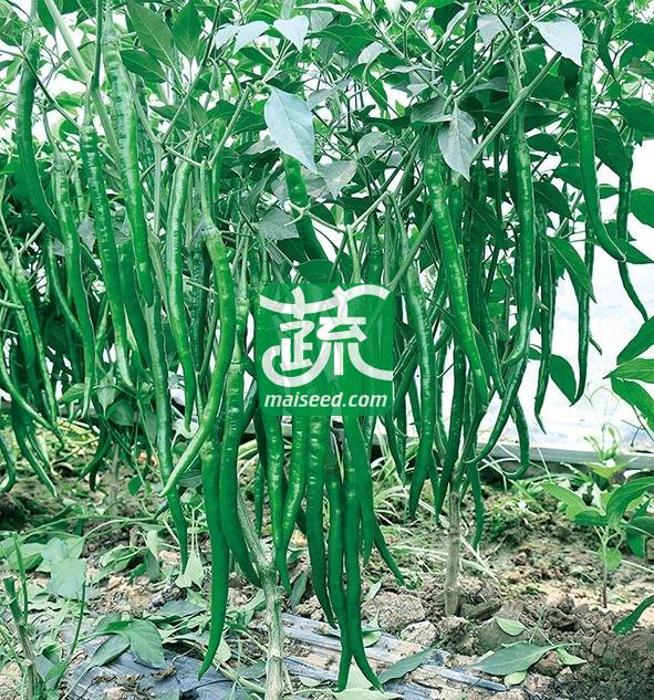 河南豫艺种业 豫艺鲜辣早王子辣椒种子 目前市场上最早熟的线椒品种之一 辣椒种子 1000粒袋
