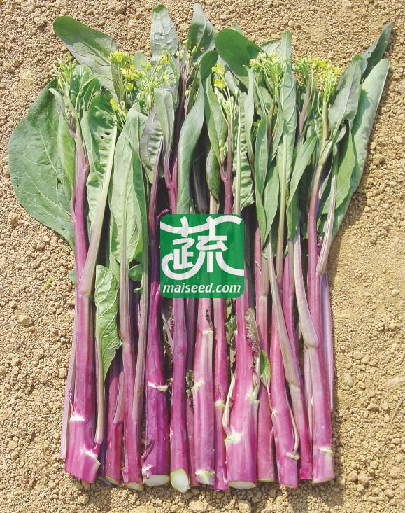 湖南兴蔬 五彩紫薹一号菜苔种子 早熟 亮紫色 耐热 抗病性强 菜薹种子 10克装