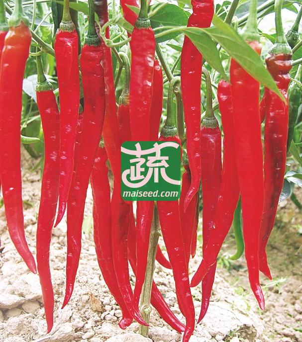 湖南兴蔬 博辣六号种子 中晚熟 丰产 红果艳 商品性佳 辣椒种子 8克装