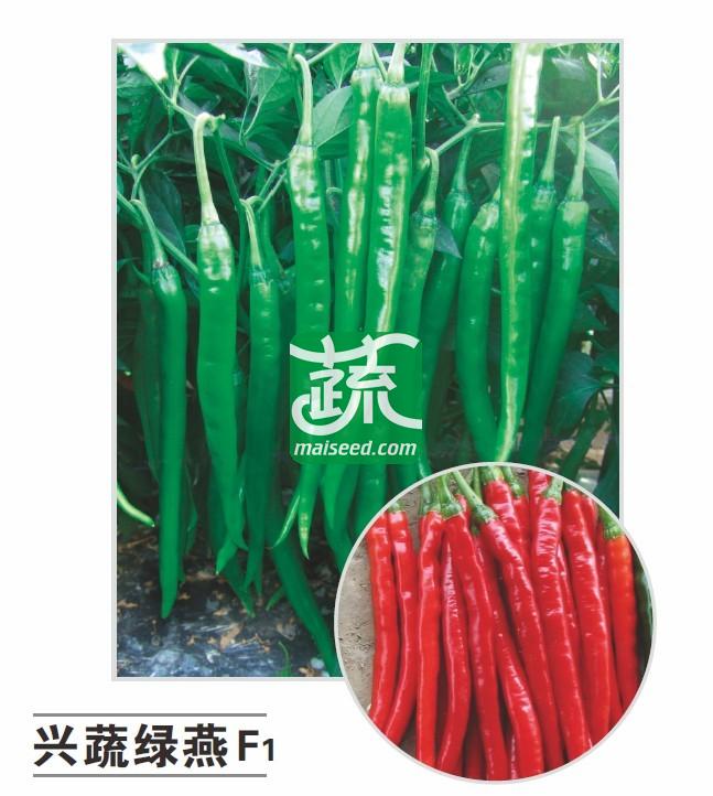 湖南兴蔬 兴蔬绿燕种子 中熟 果实顺直 适应性广 辣椒种子 8克装