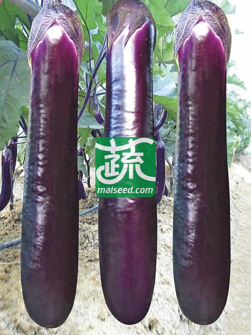 湖南兴蔬 国茄长虹种子 耐热 高产 果皮紫红色 耐贮运 茄子种子 5克装