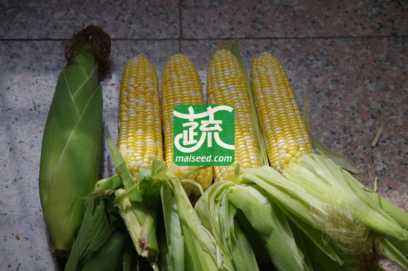 广东华农大种业 华美甜8号金银粟玉米种子 早熟 超甜 抗纹枯病,大小斑