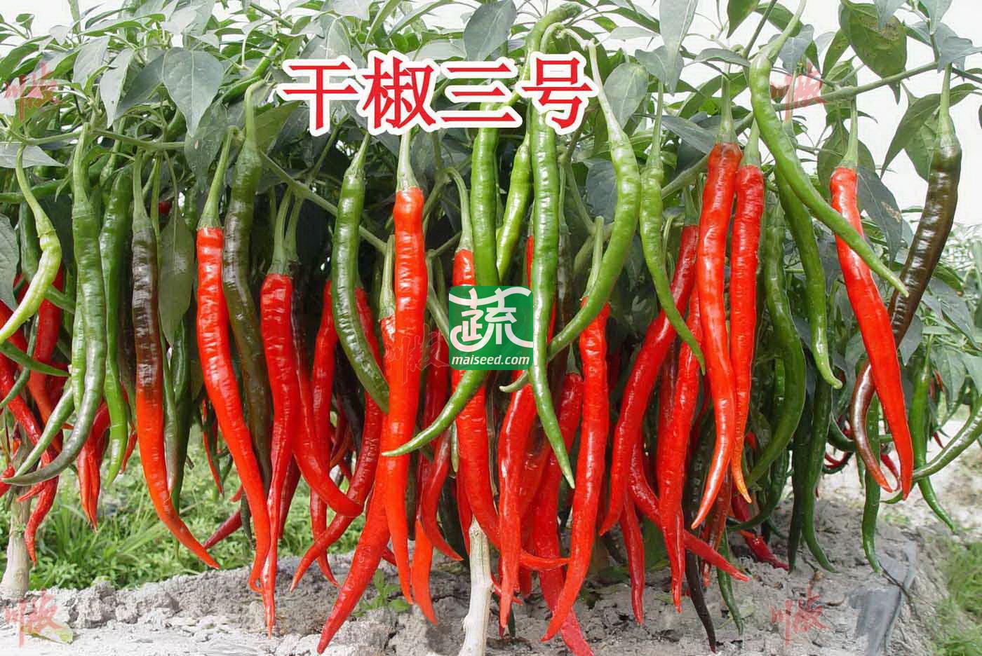 四川川椒 干椒三号辣椒种子 鲜红椒产量3500~4000kg 干椒产量700~800kg 干制和加工豆瓣酱的最佳品种 辣椒种子 8克装