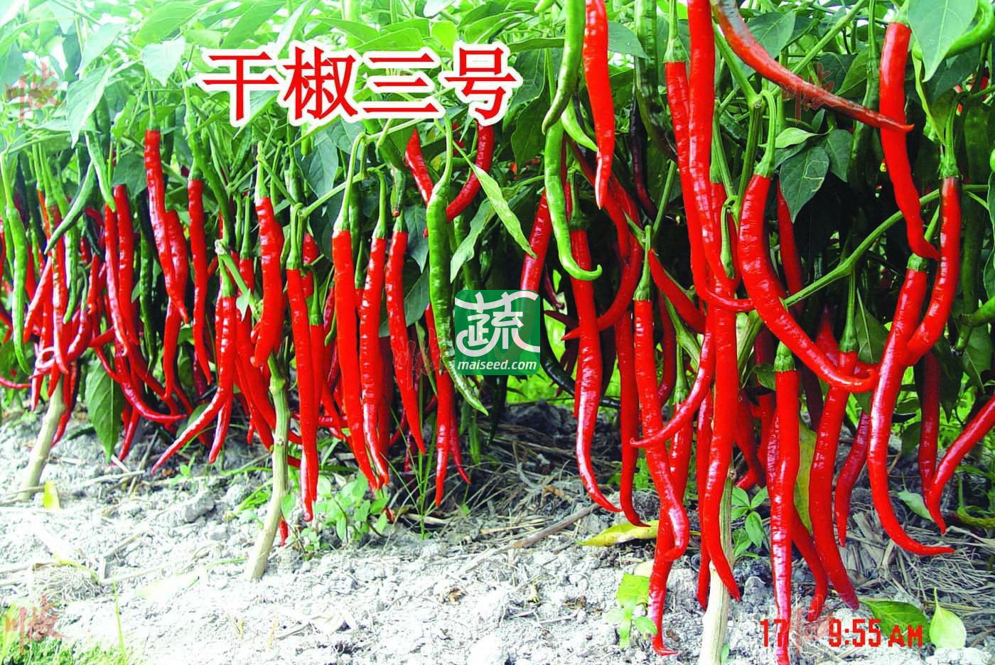 四川川椒 干椒三号辣椒种子 鲜红椒产量3500~4000kg 干椒产量700~800kg 干制和加工豆瓣酱的最佳品种 辣椒种子 8克装