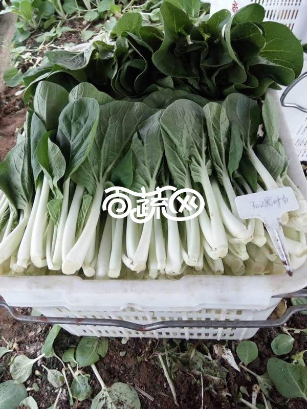 揭阳福宝 拳王二号黑叶白菜种子 综合抗性好 高产优良品种 亩产可达4000公斤以上 白菜种子 200克装