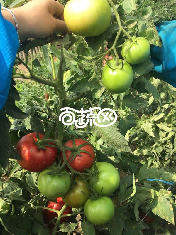 广州绿霸 抗TY-A66大红果番茄种子 新品 耐热 大果型 无限生长型 不死苗 耐热 抗性好 挂果多亩产可达10000公斤 番茄种子 1000粒装
