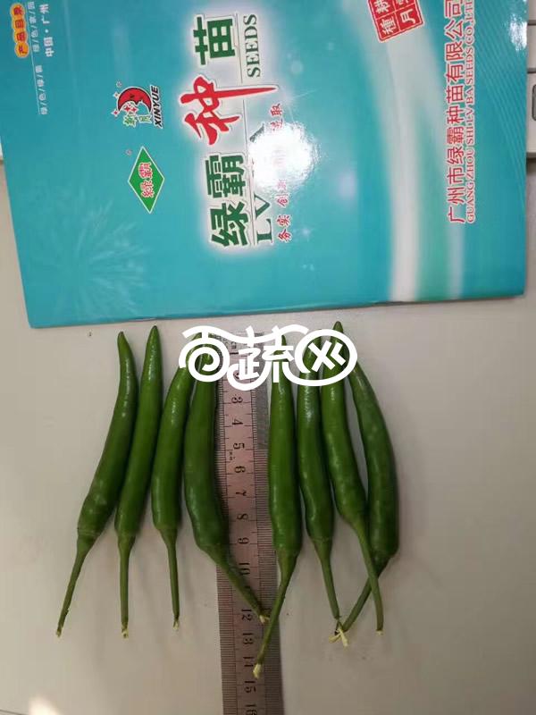 广州绿霸 天箭单生朝天椒种子 单生 抗病 耐热 结果多 特丰产 辣椒种子 5克装
