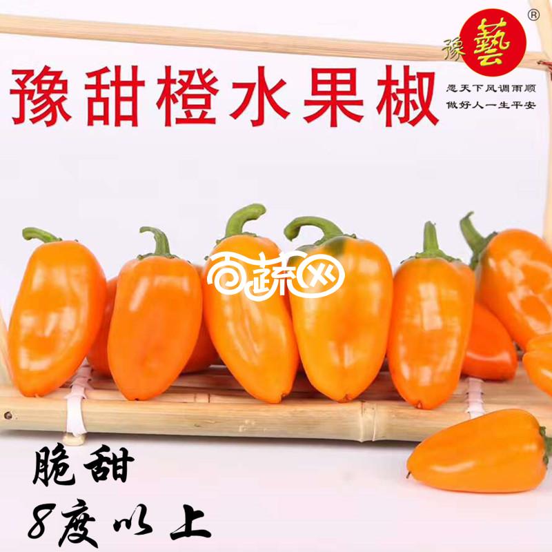 河南豫艺种业 豫甜橙 成熟后果实橙色 100粒