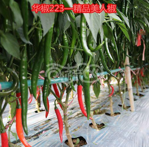 湖北楚天新科 华椒223红椒种子 中熟品种 座果能力强 产量高 可连续采收 辣椒种子 5克装
