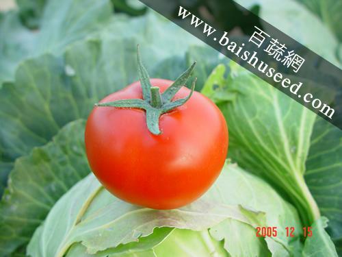 广东粤蔬 皇冠666番茄种子 广东农科院选育 单果重200克 硬度好 极耐贮运  番茄种子 1克装