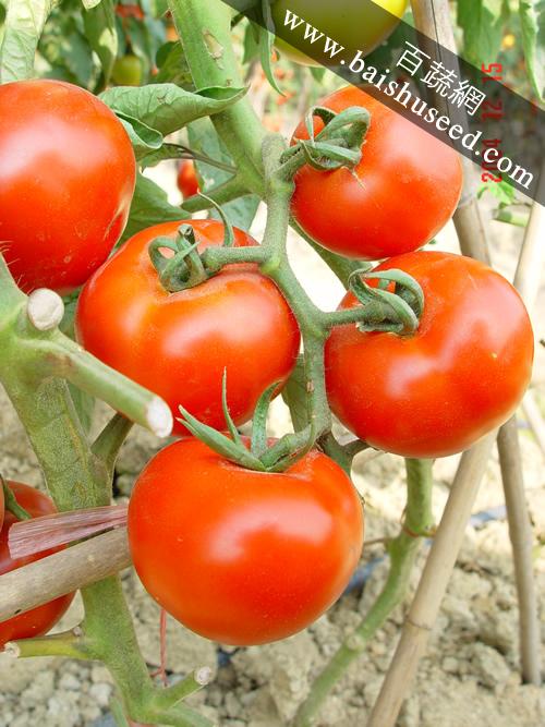 广东粤蔬 皇冠666番茄种子 广东农科院选育 单果重200克 硬度好 极耐贮运  番茄种子 1克装