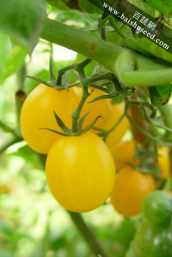 广东粤蔬 黄箭樱桃番茄种子 广东省农科院选育 口感好 黄圣女果 番茄种子 0.5克装