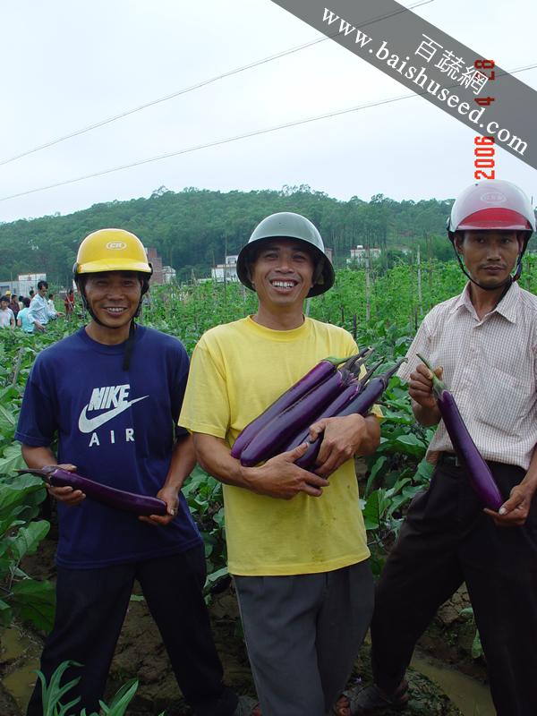 广东粤蔬 农夫长茄种子 广东农科院选育 亩产5000公斤 瓜条较直,果皮紫红色  长茄种子 5克装