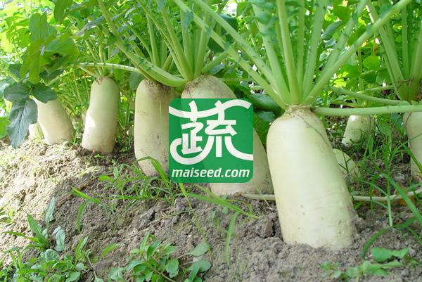 广东粤蔬 超级春雪萝卜种子 广东农科院选育 65天可采收 9月下旬至翌年1月适播 萝卜种子 50克/罐