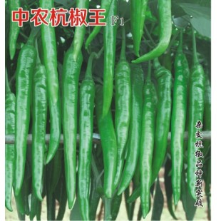 中国农科院 中农杭椒王辣椒种子 植株生长势强 果型特长 产量超高 辣椒种子 10克装