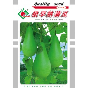 连州丰裕 极早熟蒲瓜种子 早熟 耐寒 植株蔓生 果实猪胆形 蒲瓜种子 10克装