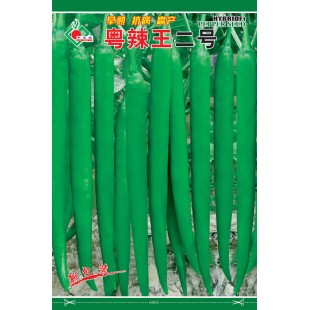 连州丰裕 粤辣王二号线椒种子 早熟 长粗 抗病高产 辣椒种子 5克装