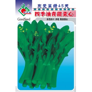 连州丰裕 东莞翠绿45天四季油青甜菜心种子 齐花 耐湿 耐热 抗病性强 菜心种子 15克装