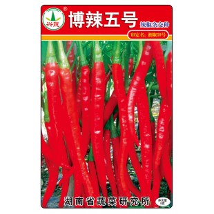 湖南兴蔬 博辣五号种子 中晚熟 辣味强 口感好 辣椒种子 8克装