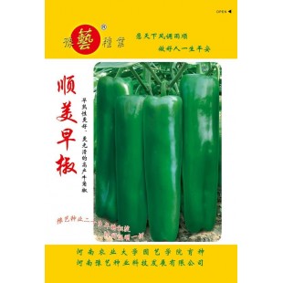 豫艺种业 豫艺顺美早椒辣椒种子 早熟性更好 更光滑的高产牛角椒 辣椒种子 10克装