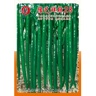 河南豫艺种业豫艺鲜辣28辣椒种子植株长势健壮分枝多结果能力强辣椒