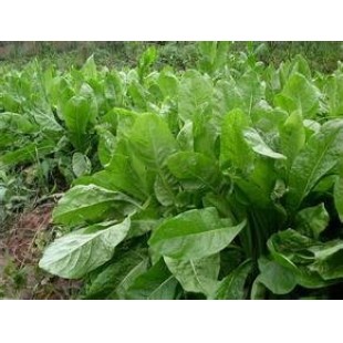 广州卓艺种业 杂交菊苣种子 适应性强 耐寒 耐热 牧草种子 25克装