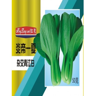 江门农友种业 红亮炎帝一夏青江白种子 叶色亮绿 耐热 耐湿及抗病性突出 叶菜种子 50克装
