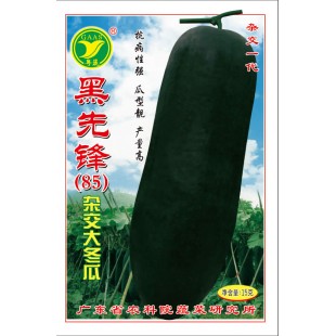 广东粤蔬 黑先锋杂交冬瓜种子 出口冬瓜 广东农科院选育 亩产6778kg 抗枯萎病疫病 冬瓜种子 15克装