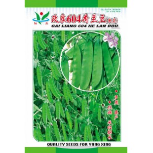 广州阳兴 改良604荷兰豆种子 改良新品种 产量高 适应性广 荷兰豆种子 30克装