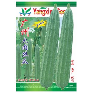 广州阳兴 广州大肉丝瓜 皮色绿白有光泽 品质优 丝瓜种子 10克装