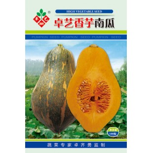 广州卓艺 香芋南瓜种子 农科院老专家选育 香味特浓 肉质致密 味香 适宜出口 南瓜种子 100粒