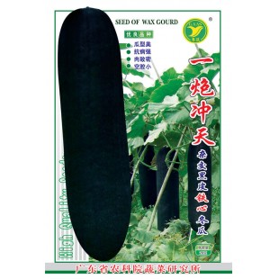 广东粤蔬 一炮冲天杂交黑皮铁心冬瓜种子  肉质密 转色快 单果重约40斤 冬瓜种子 15克装