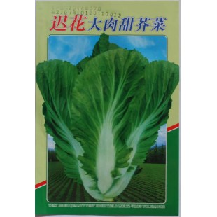 阳春农资 迟花大肉甜芥菜种子 纤维少 清香可口 质脆嫩 芥菜种子 10克装