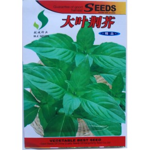 大叶荆芥种子 夏季难得罕见稀有品种 叶带有奇特的异香 荆芥种子 亩产量3000公斤