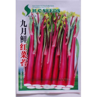 江西航城 九月鲜红菜薹种子 采收可达120天 亩产3000公斤以上 鲜红菜薹种子 10克装